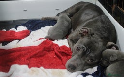 Staffordshire Bull Terrier dogs for sale: Stunning Blue staffy KC Registered Bullscaff Pups - Image 25