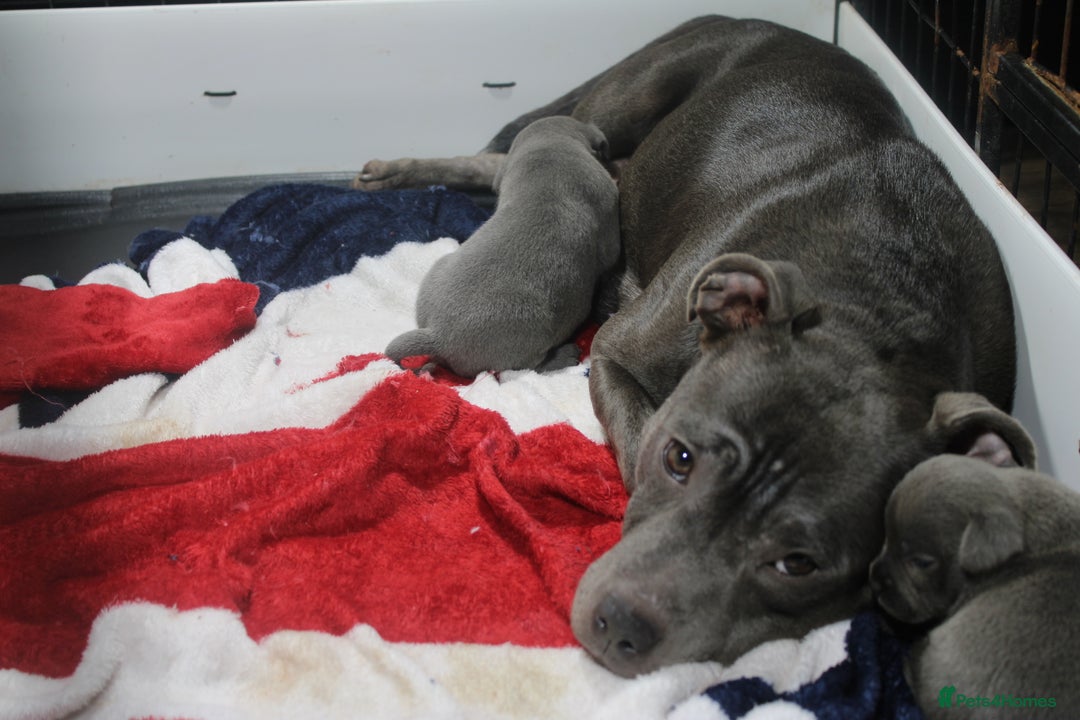 Staffordshire Bull Terrier dogs for sale: Stunning Blue staffy KC Registered Bullscaff Pups - Image 25