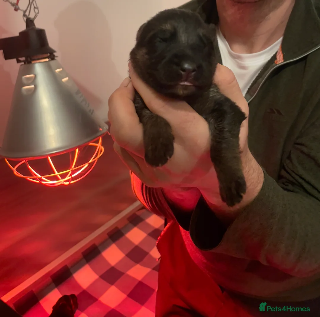 German Shepherd dogs for sale: Last Male GSD Puppy – Enzo vom Ezenthal - Advert 19