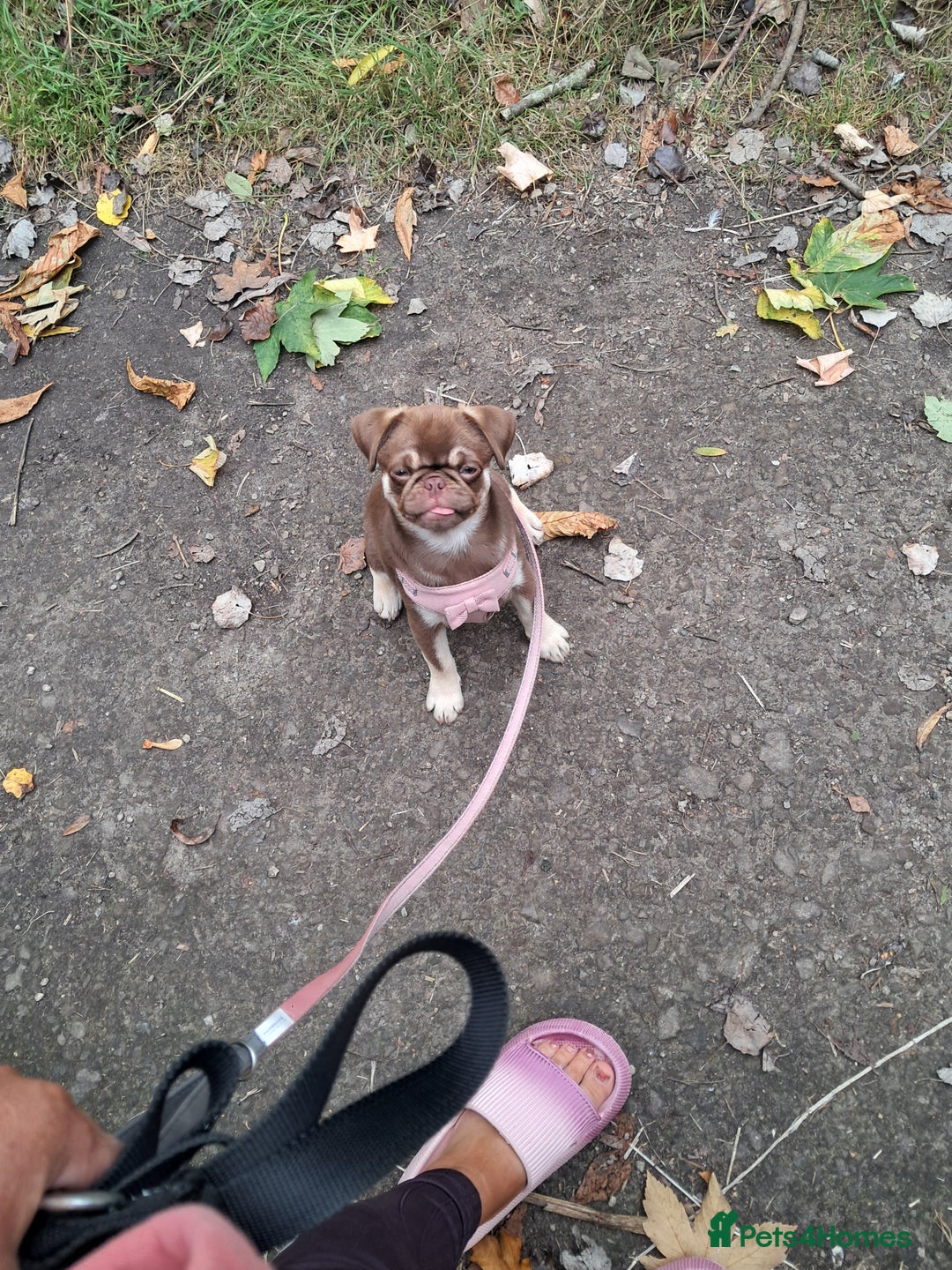 Pug dogs for sale: Chocolate and tan 6 month old female 💗 - Image 11