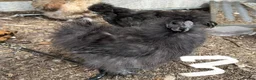 Chickens poultry for sale: USA Silkie cockerels  - Advert 4