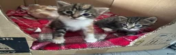 Mixed Breed cats for sale: 4 Kittens looking for a forever home  in Worcester - Advert 13