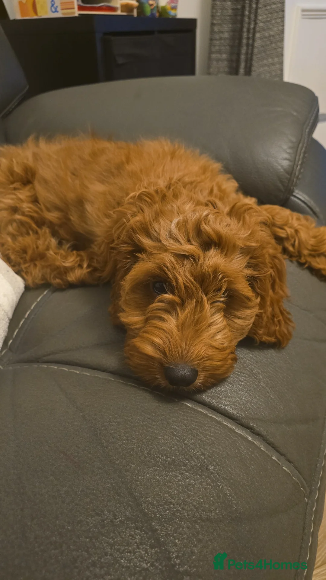 Cockapoo dogs for sale: Red cockapoo - Advert 6