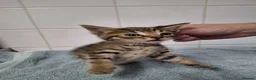 British Shorthair cats for sale: pure tabby kittens - Advert 8