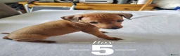 Italian Greyhound dogs for sale: Stunning kc Italian greyhounds  - Advert 8