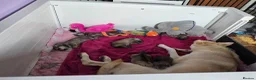 Mixed Breed dogs for sale: Northern Inuit puppies  - Advert 5