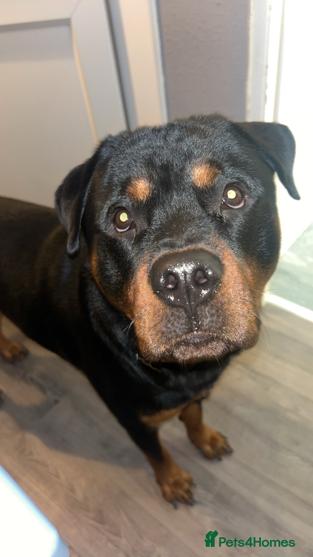 Rottweiler dogs for sale: Rottweiler - Advert 2