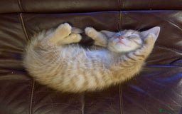 British Shorthair cats for sale: Adorable 5 kittens, two males, three females - Image 9