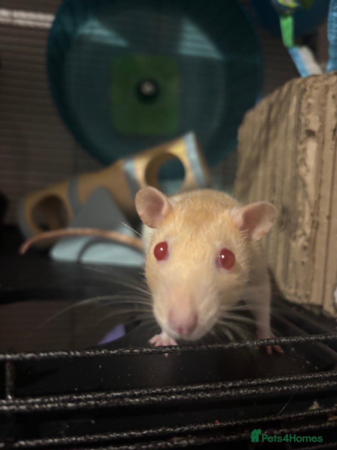 Rat rodents for sale: 3 FEMALE RATS + CAGE - Advert 20