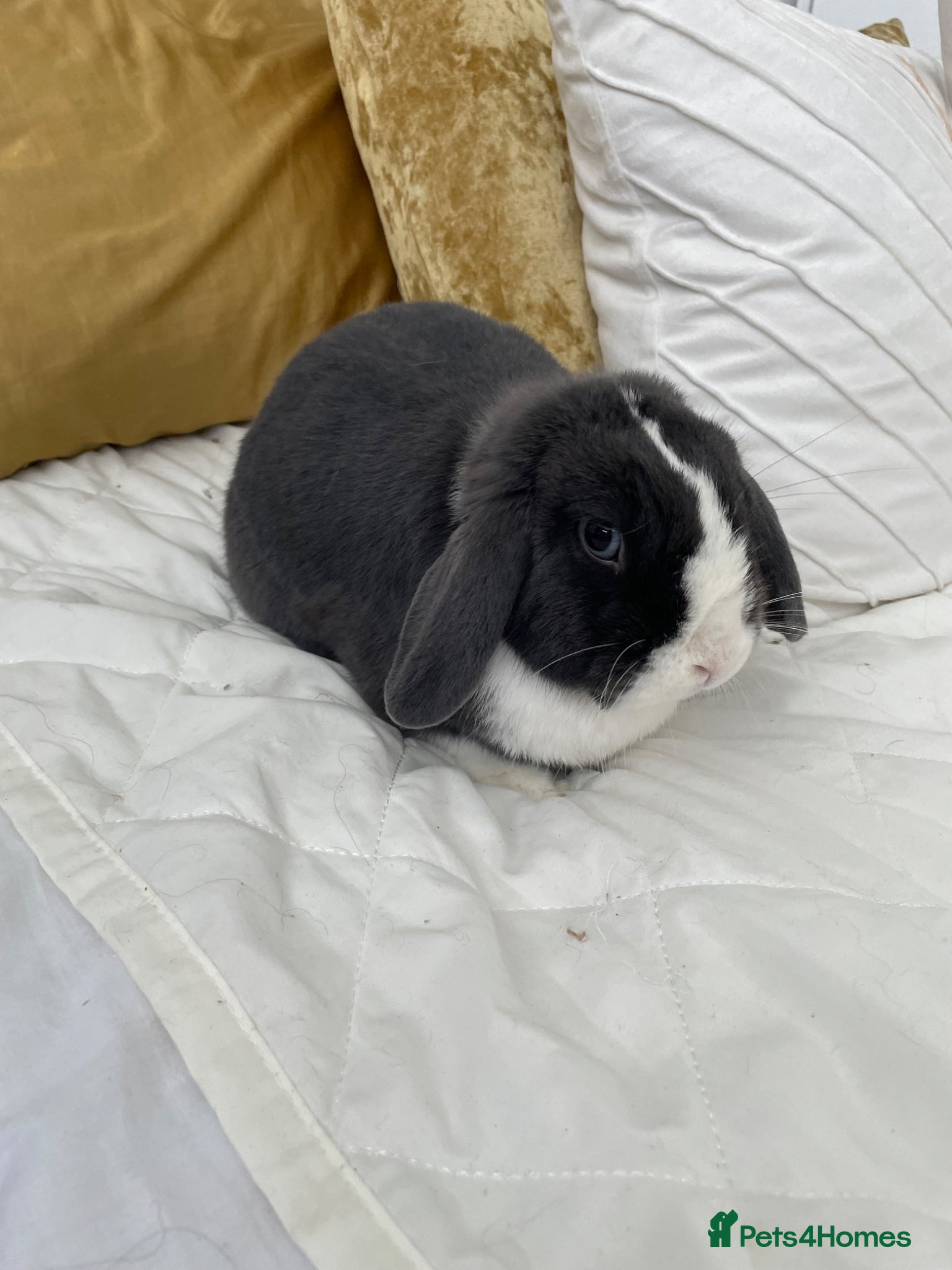 Mini Lop rabbits mini lop female  - Advert 2