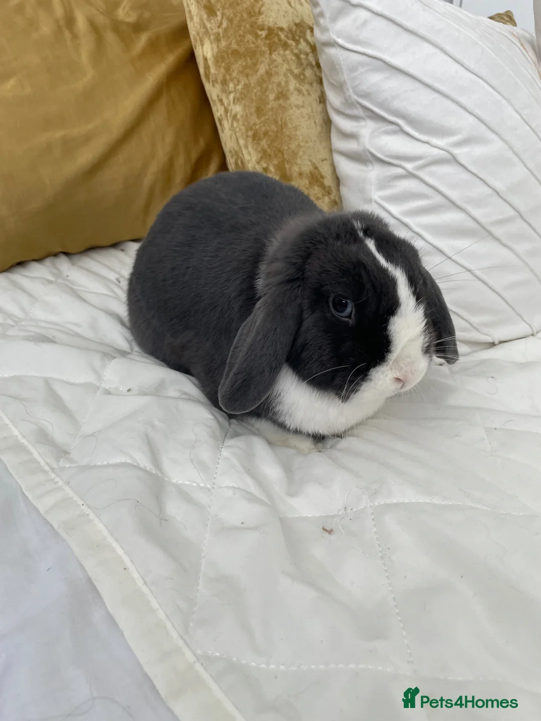 Mini Lop rabbits for sale: mini lop female  - Advert 1