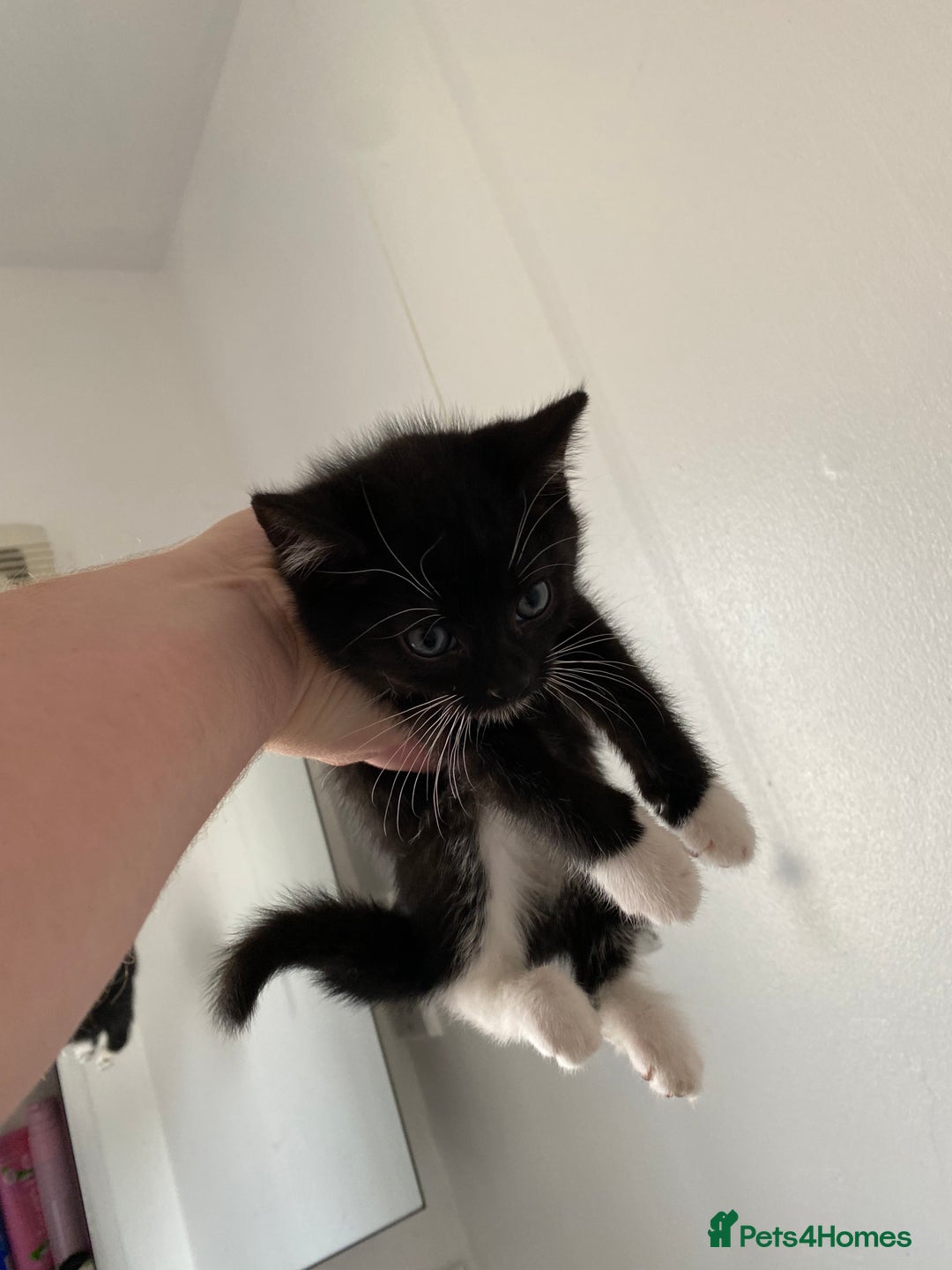 Domestic Shorthair cats for sale: Domestic shorthair - Image 5