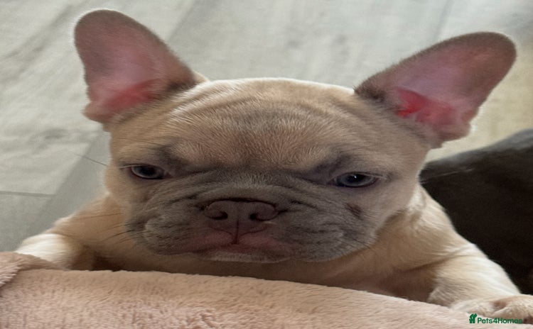 French Bulldog dogs - Advert 7