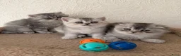 Scottish Fold cats for sale: Adorable Scottish Fold Kittens  - Advert 15