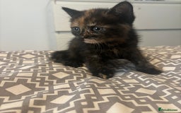 Mixed Breed cats for sale: Kittens for sale  - Image 6