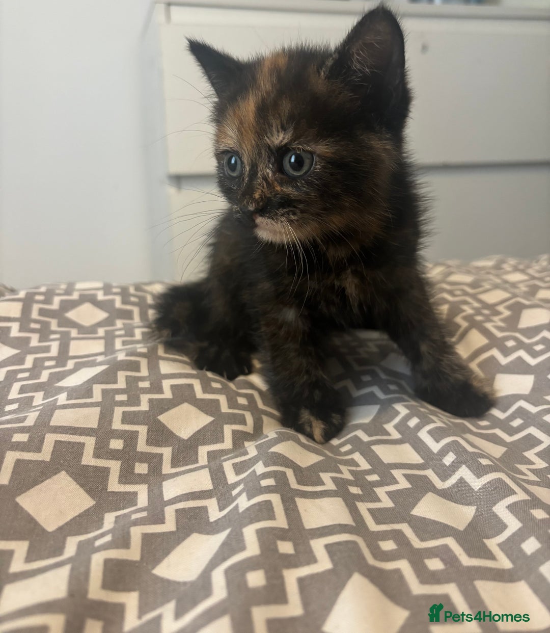 Mixed Breed cats for sale: Kittens for sale  - Image 6