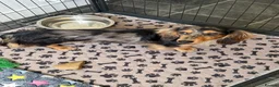Miniature Dachshund dogs for stud: Miniature dachshund stud  - Advert 5