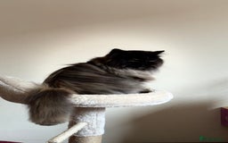 Finches birds for sale: Female persian girl  in Preston - Image 4
