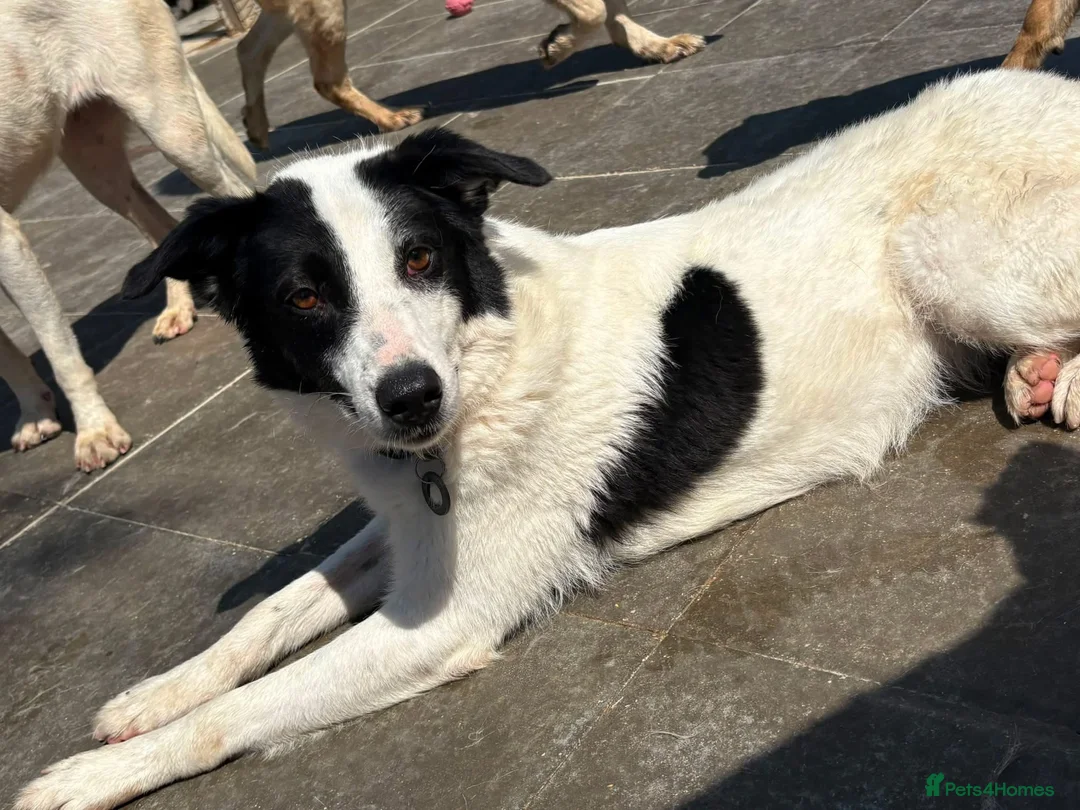 Mixed Breed dogs for adoption: Yasmin - Norwich Norfolk  - Advert 2