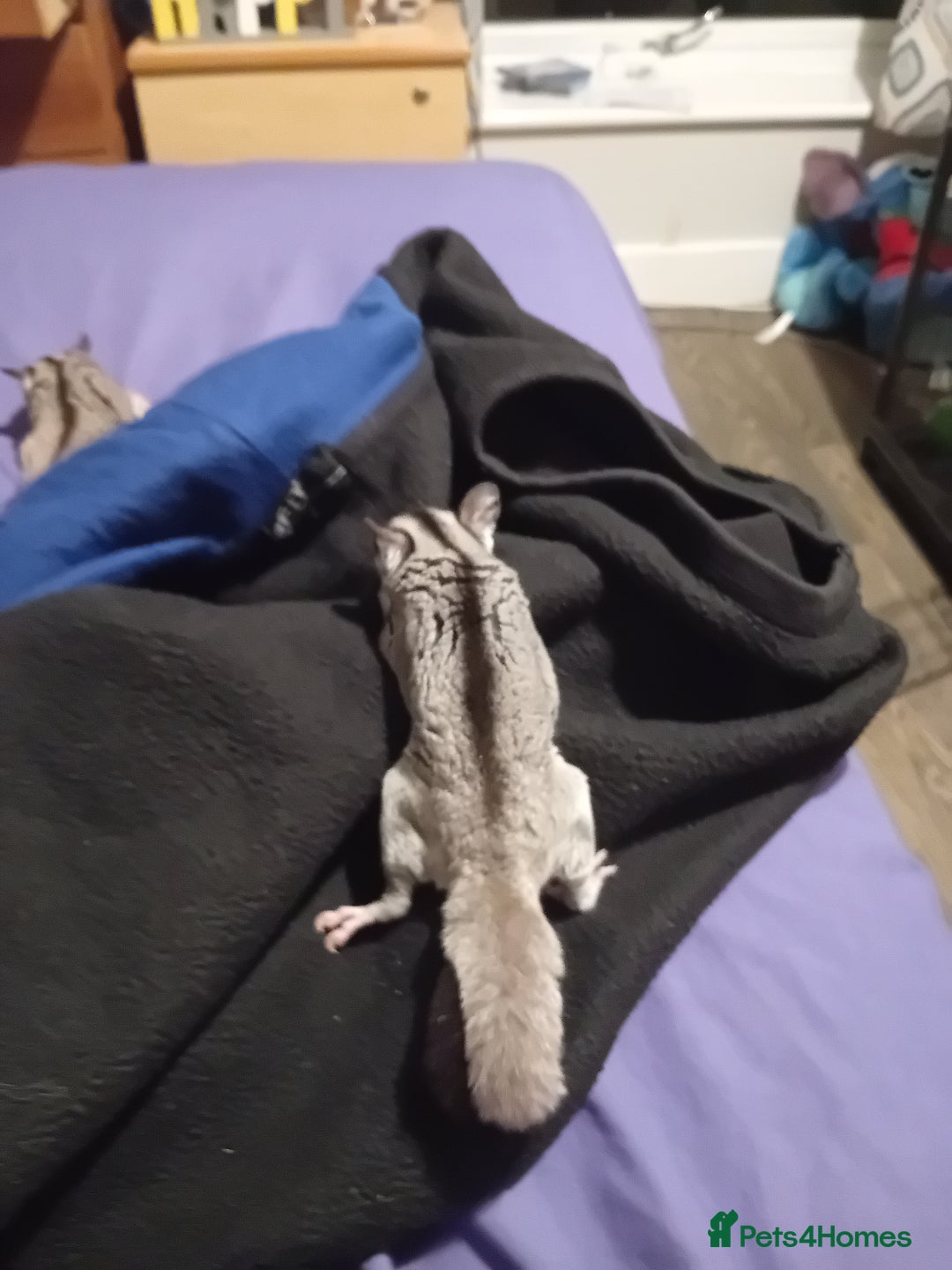 Sugar Glider rodents for sale: Sugar glider 1 boy one girl  - Image 4