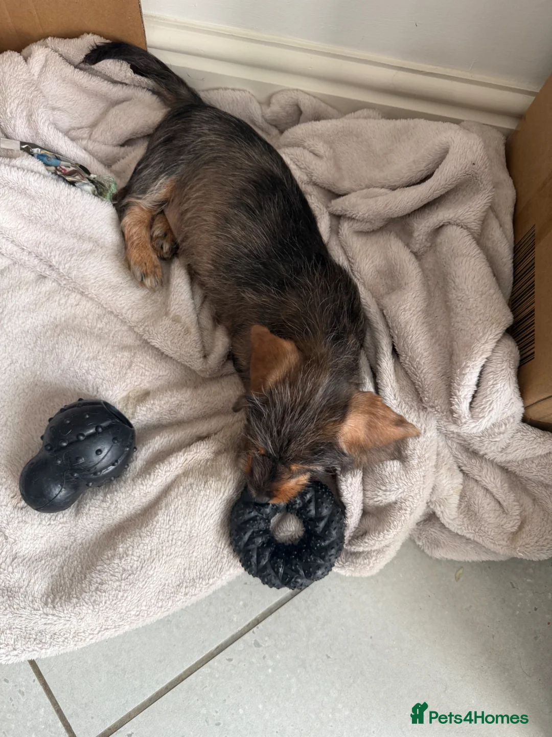 Dachshund dogs for sale: Wirehaired dachshund  in Shaftesbury - Advert 15