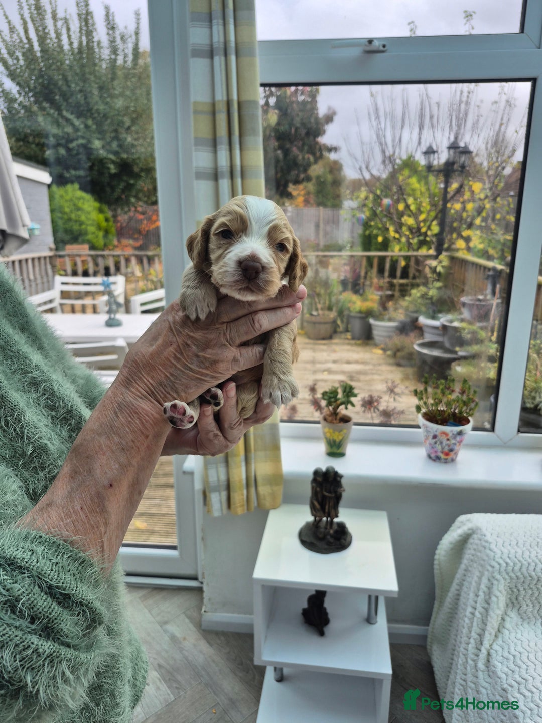 Cocker Spaniel dogs for sale: 5 gorgeous male working cocker spaniel puppies  - Image 6