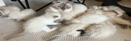 Ragdoll cats for sale: GCCF mom’s pure ragdoll kittens sale in London  - Advert 40