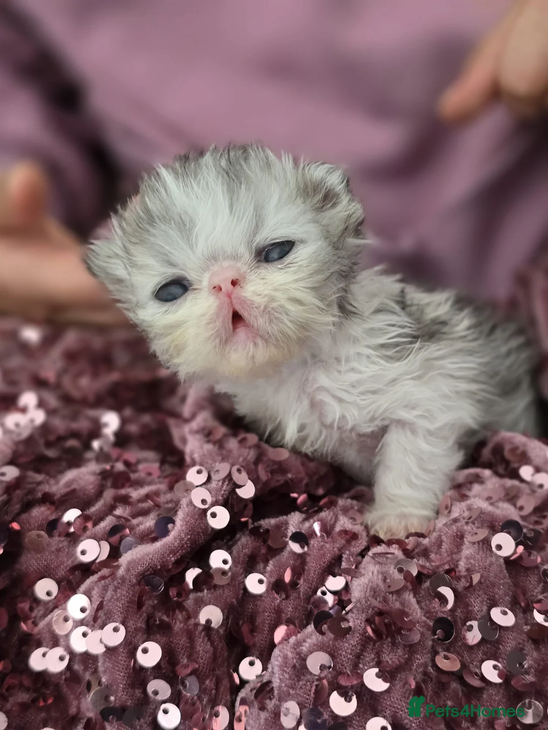 Persian cats for sale: PIKKI FACE PERSIAN KITTENS - WINNER BLOODLINE - Advert 2