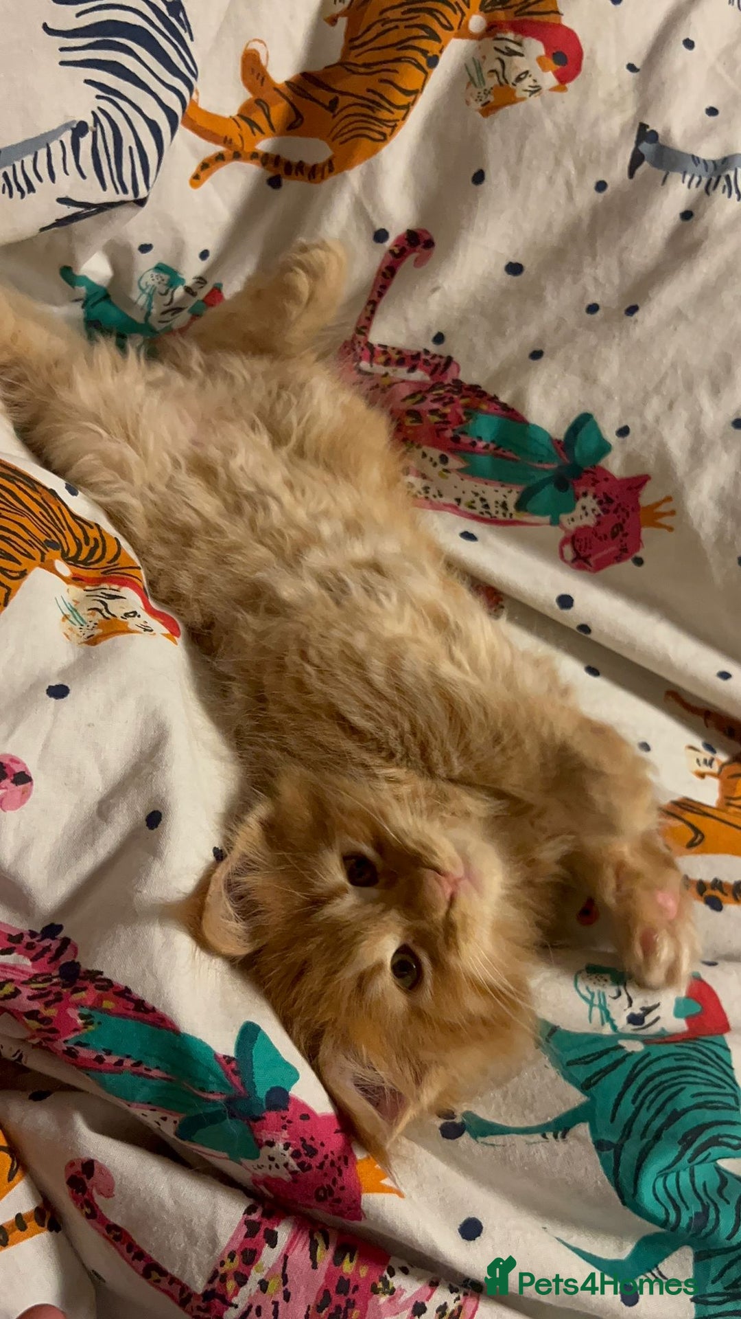 Maine Coon cats for sale: Beautiful Maine coon kitten boys - Image 3