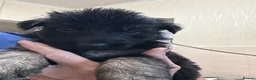 German Shepherd dogs for sale: German shepherd pups  in Redditch - Advert 5