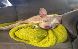 Mixed Breed dogs for sale: Sandy - Advert 2