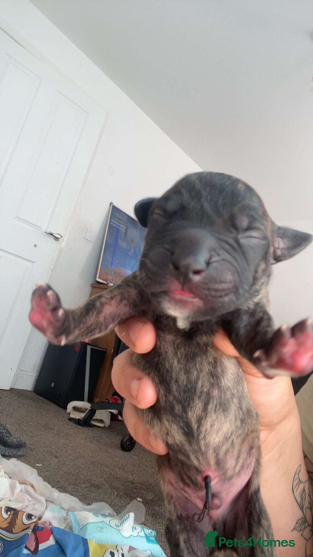 Mixed Breed dogs for sale: Presa canario cross cane corso pups - Image 6