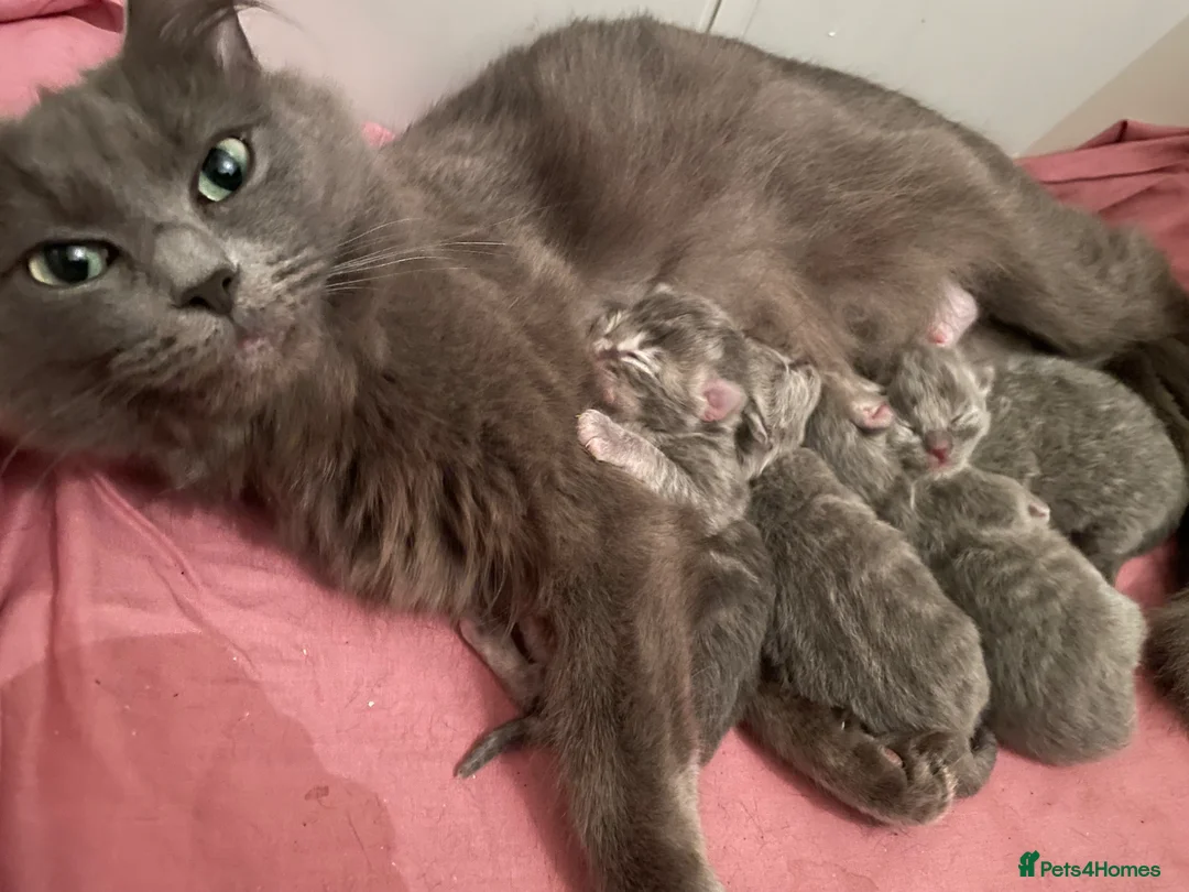 Ragdoll cats for sale: Blue ragdolls  - Advert 1