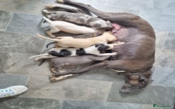 Lurcher dogs for sale: 5 lurcher pups looking for forever homes - Image 9
