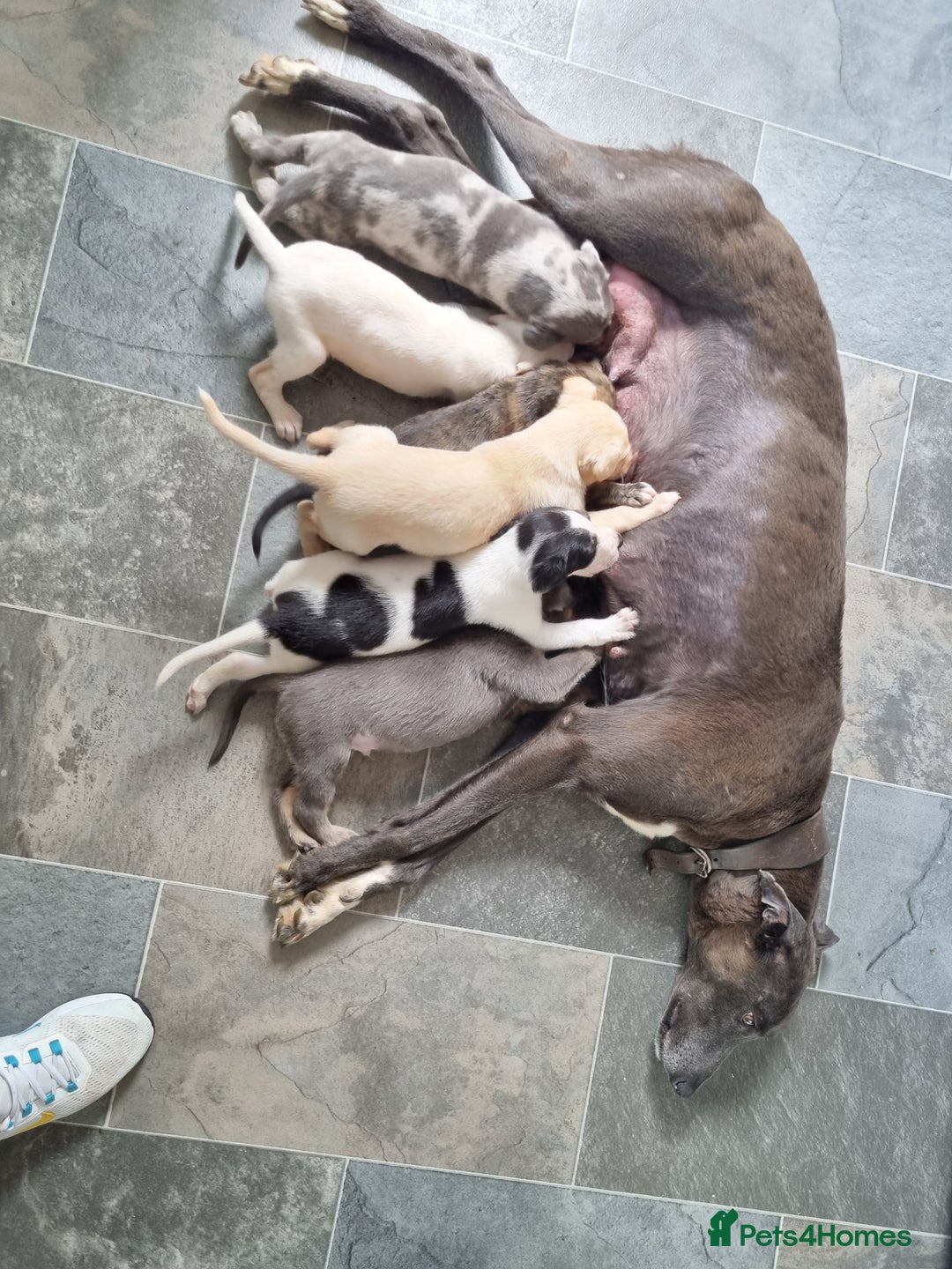 Lurcher dogs for sale: 5 lurcher pups looking for forever homes - Image 9