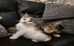 Mixed Breed cats for sale: Beautiful female kitten for sale - Advert 12