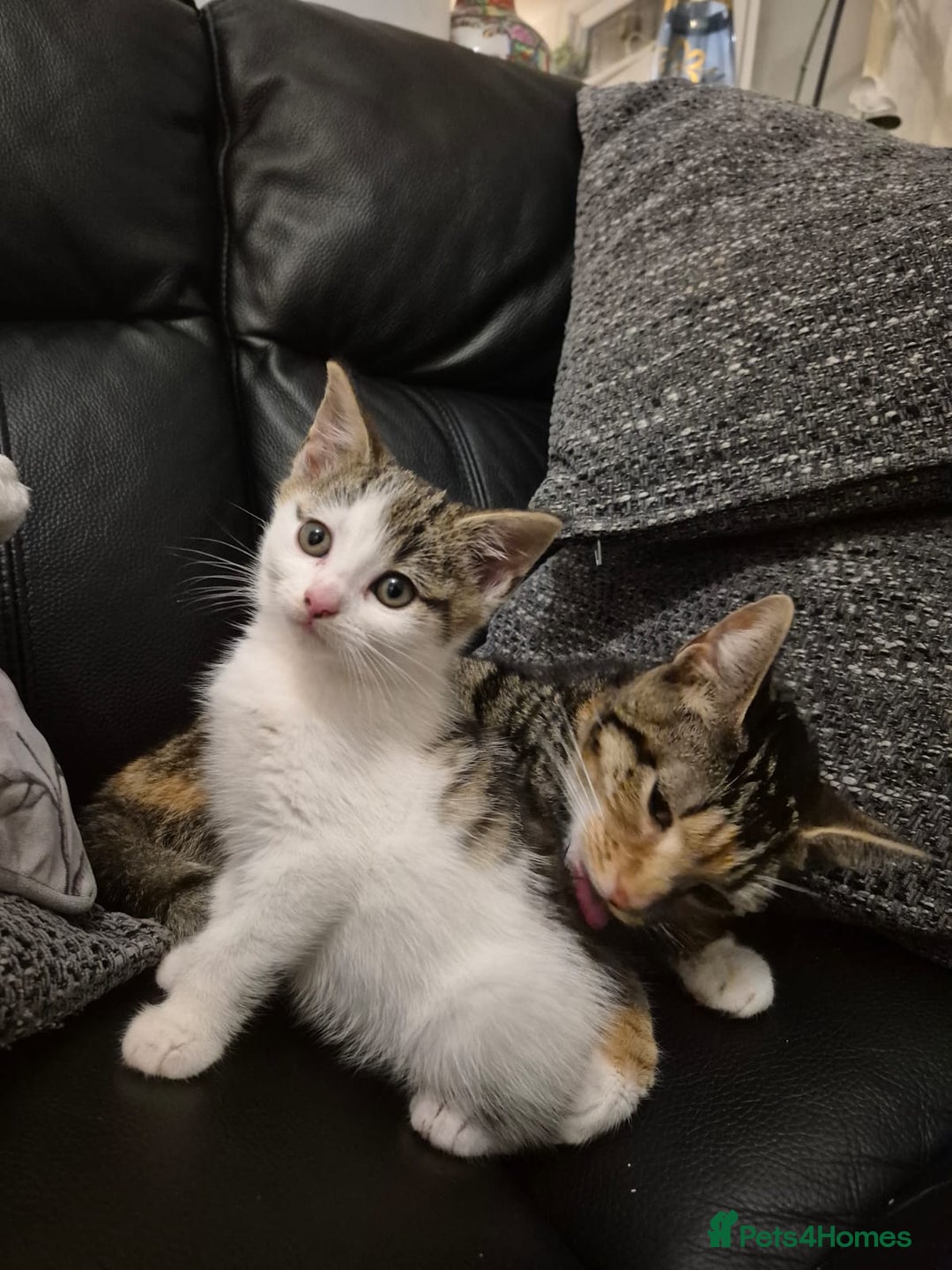 Mixed Breed cats for sale: Beautiful female kitten for sale - Advert 12