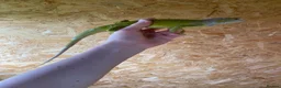 Iguana reptiles for sale: Baby green iguana  - Advert 2