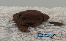Cavapoo dogs for sale: EXTENSIVELY HEALTH TESTED Toy Cavapoos - Image 5