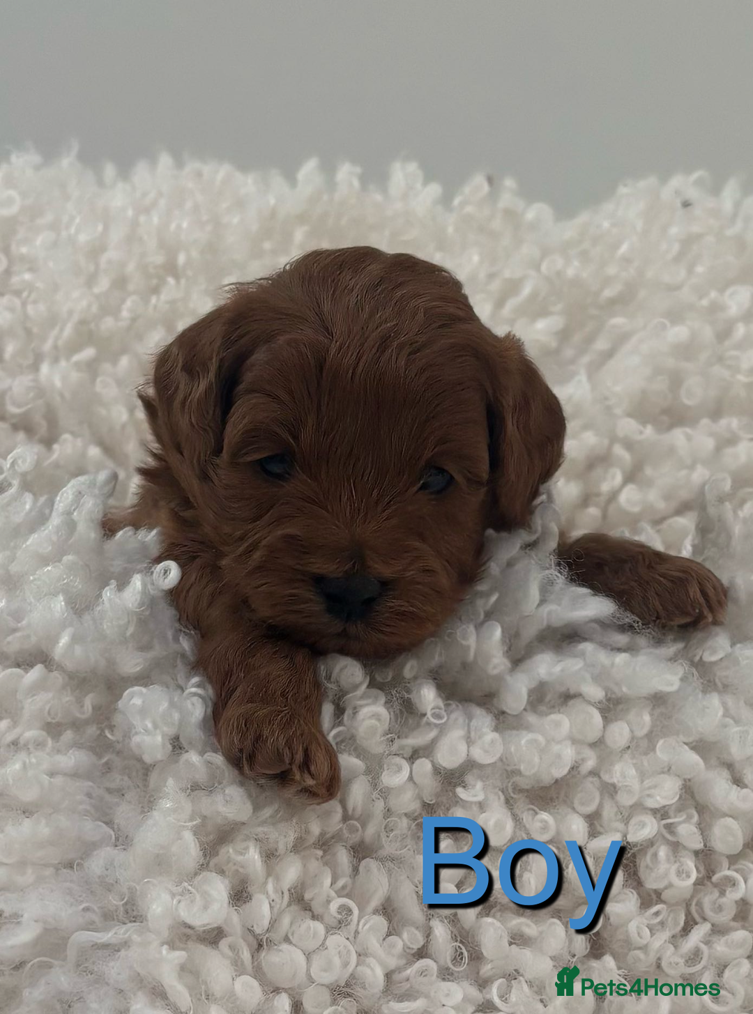 Cavapoo dogs for sale: EXTENSIVELY HEALTH TESTED Toy Cavapoos - Image 5
