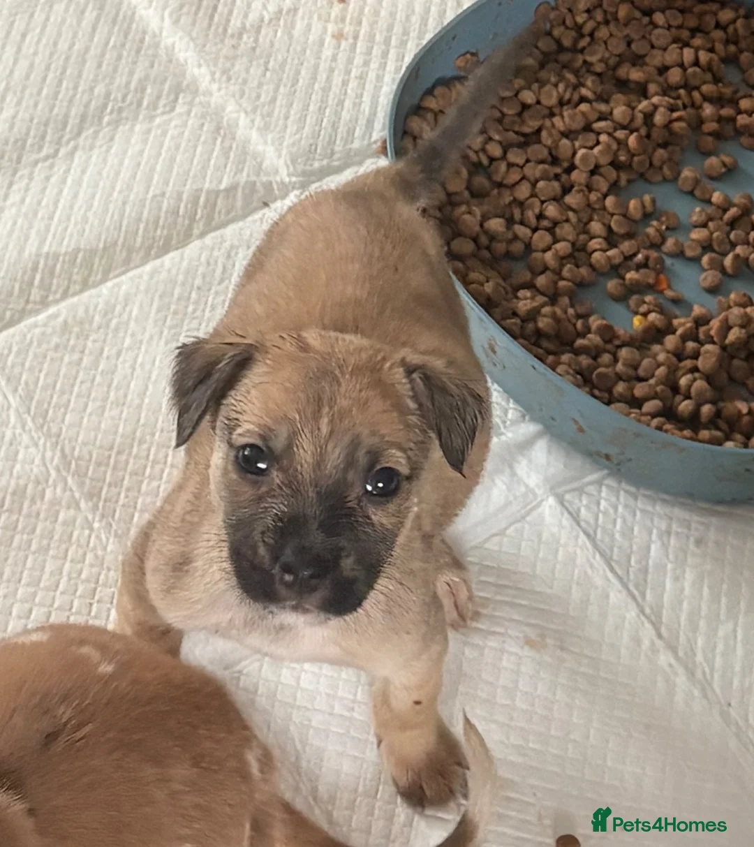 Lurcher dogs for sale: Collie wheaton bullgrey - Advert 1