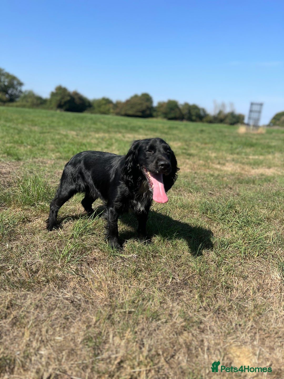 Cocker Spaniel dogs for stud: FOR STUD in Bishop's Stortford - Image 1