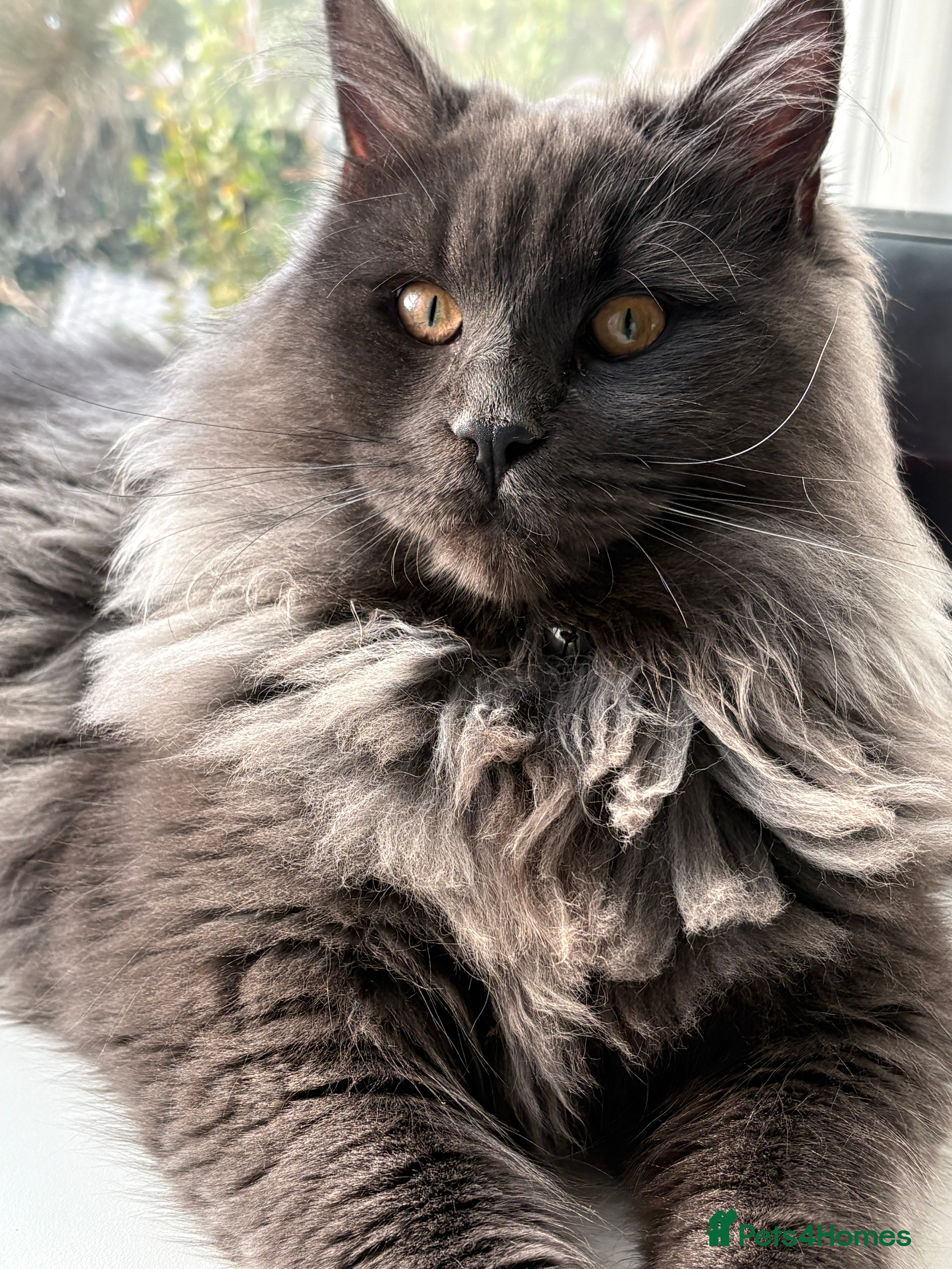 Maine Coon cats 🐾 Exceptional Blue Smoke Maine Coon Available 🐾 - Advert 10