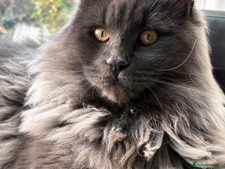 Maine Coon cats 🐾 Exceptional Blue Smoke Maine Coon Available 🐾 - Advert 10