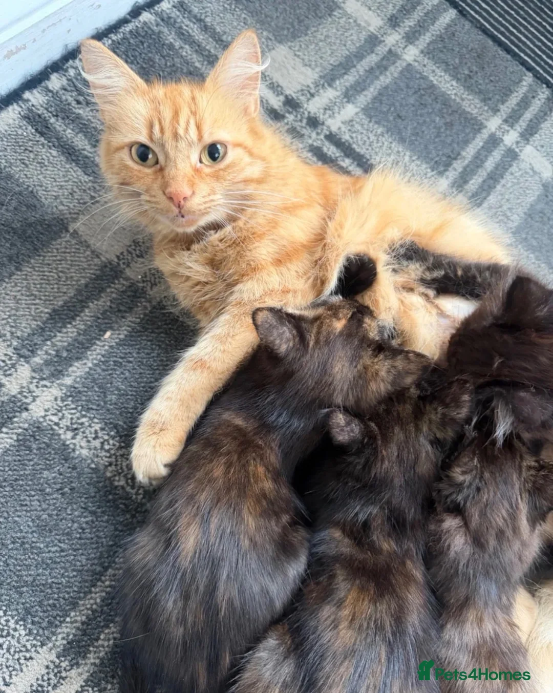 Mixed Breed cats for sale: 9 Week old girl Kitten  in Sunderland - Advert 2