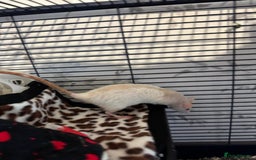 Rat rodents for sale: Beautiful rats and cage for sale  - Image 12