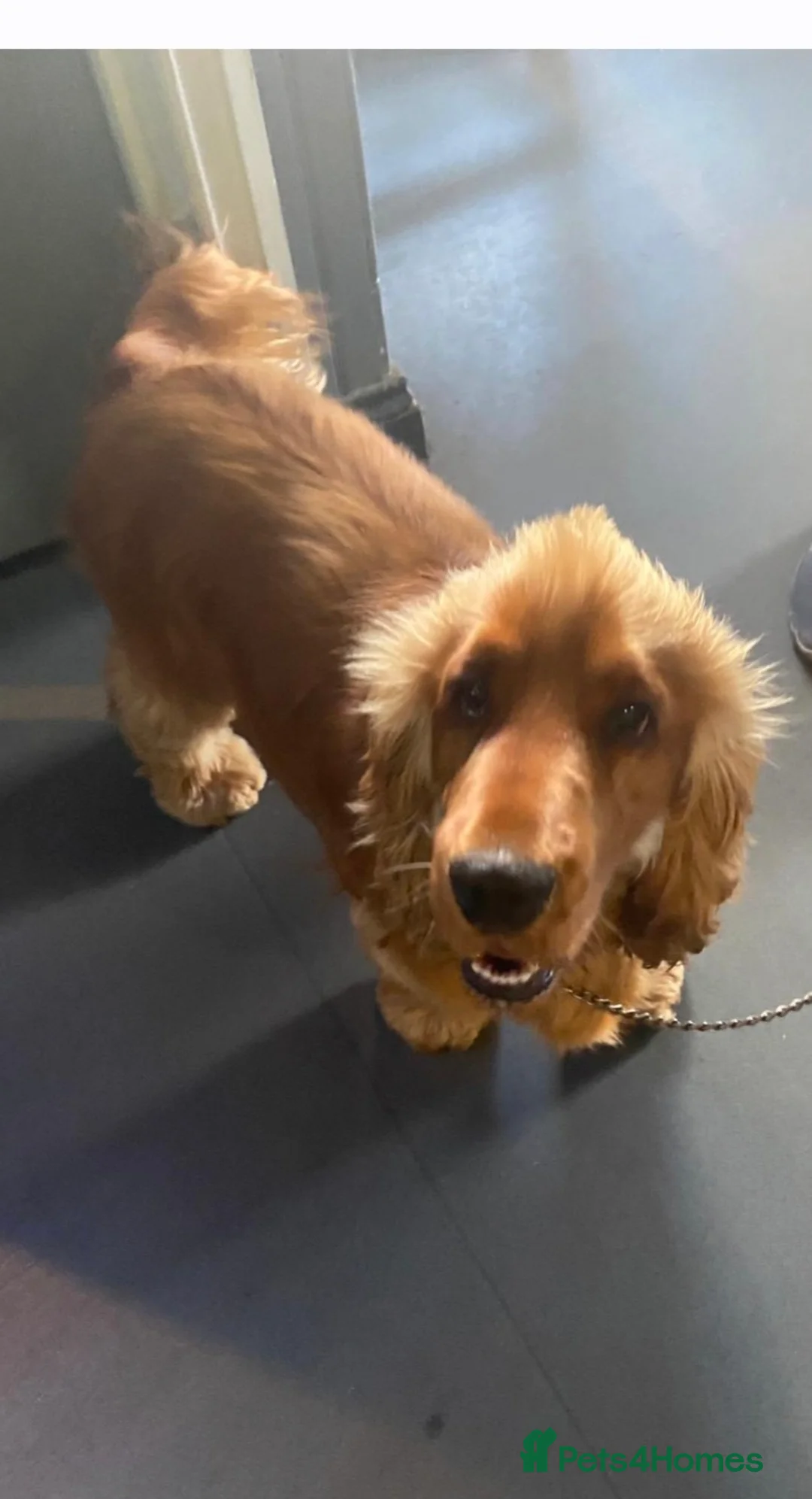 Cocker Spaniel dogs for stud: Stunning Spaniel for stud - Advert 4