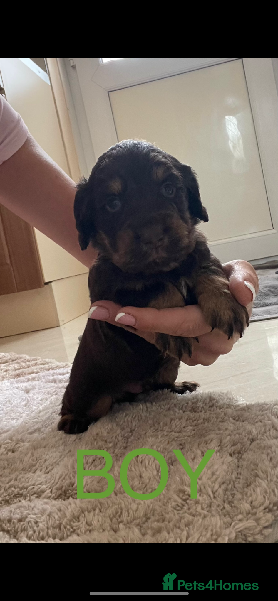 Cocker Spaniel dogs Working Cocker spaniel puppies for sale - Advert 16