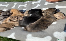 Mixed Breed dogs for sale: Deerhound greyhound collie puppies  - Image 13