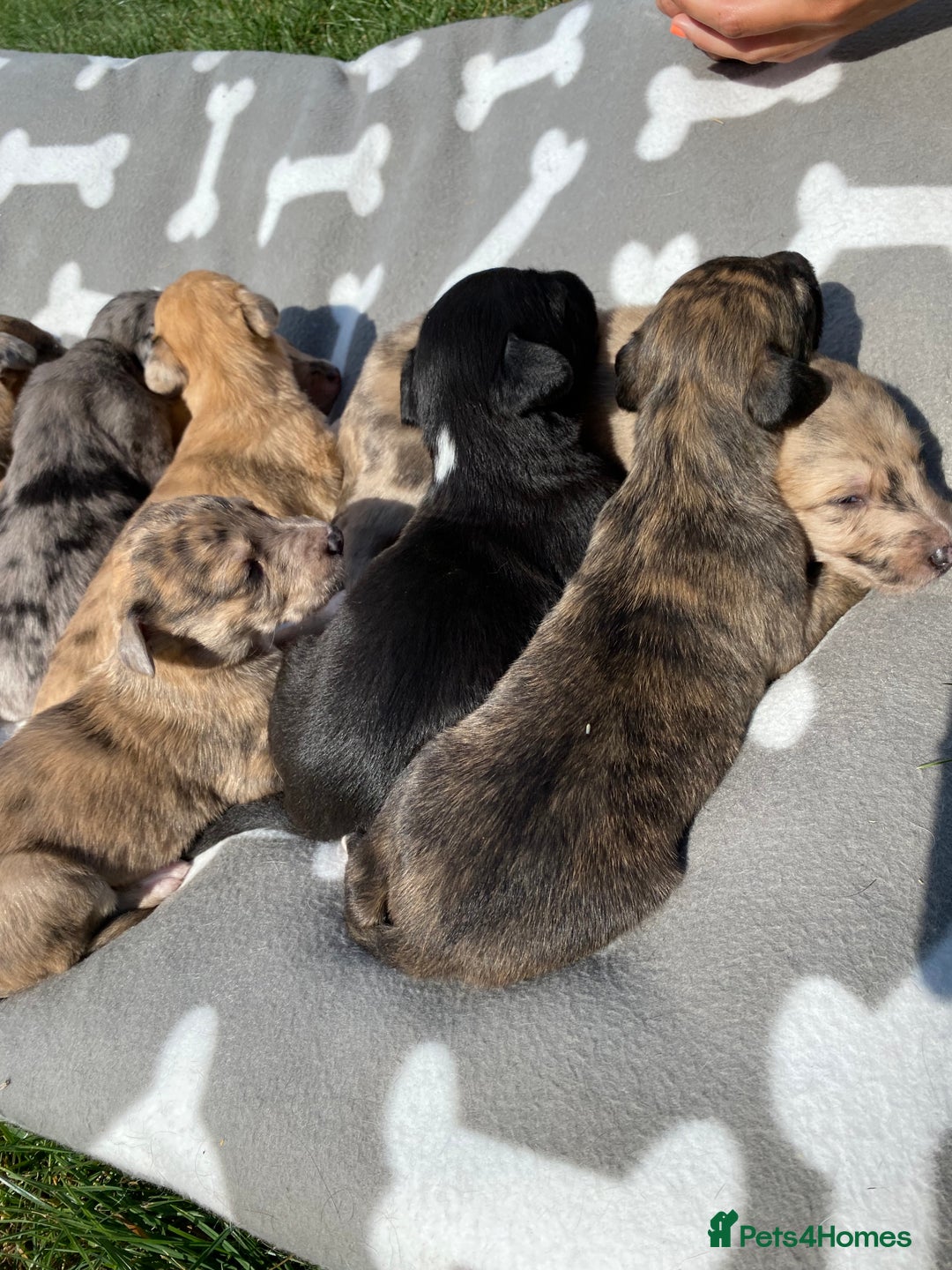 Mixed Breed dogs for sale: Deerhound greyhound collie puppies  - Image 13